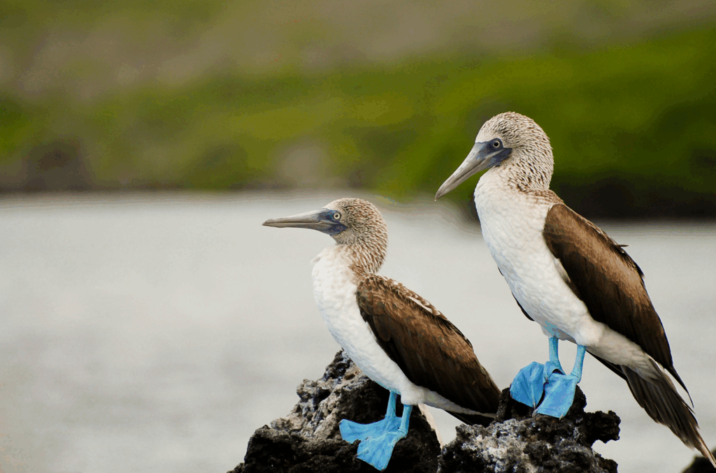 Tour in lingua italiana in Ecuador, un piccolo paese di straordinaria bellezza e navigazione esclusiva alle isole Galapagos, tempio naturalistico per eccellenza.