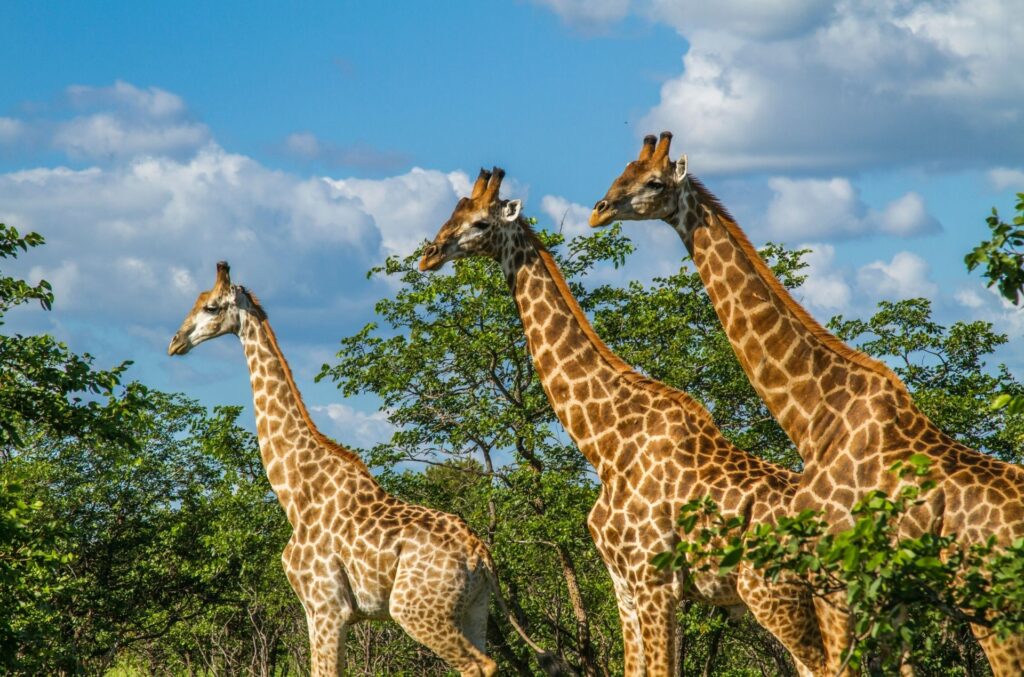 La grande varietà di paesaggi e di contrasti del Sudafrica e l'incanto delle Seychelles. Tour su misura con partenze a date libere