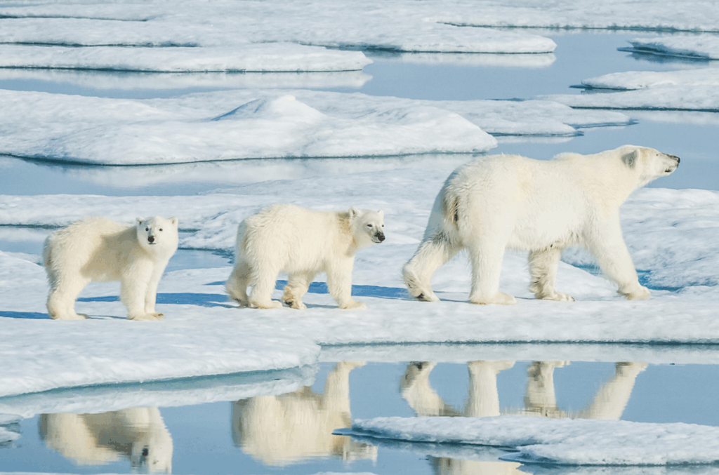 Un'epica avventura artica: avvista orsi polari, trichechi e renne lungo i fiordi  delle isole Svalbard, guidato da esperti locali.