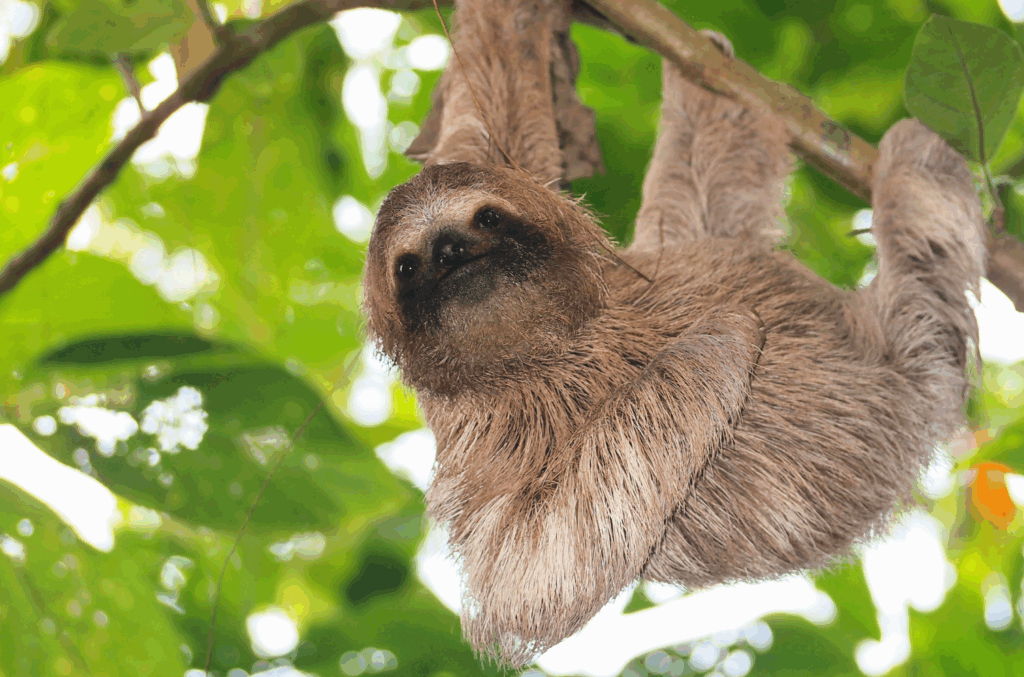 La piccola gemma del Centro America. Il Costa Rica è molto tranquillo e sicuro, perfetto per un viaggio in libertà con auto a noleggio.
