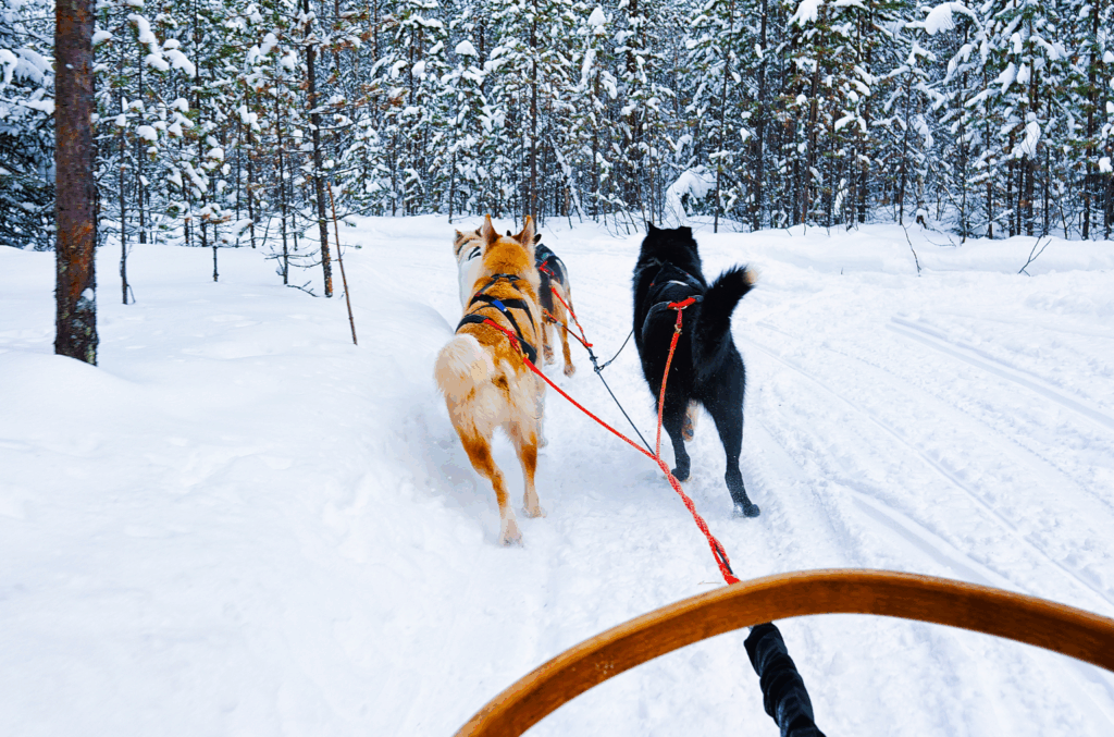 Avventura artica tra Tromsø e Senja: husky, aurora boreale, ciaspolate e panorami mozzafiato. Un viaggio guidato tra natura selvaggia e autentiche esperienze nordiche.