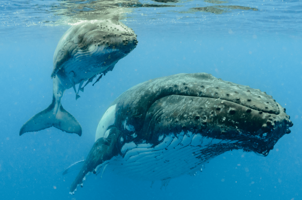 Vivi la Baja California in 4x4: 12 giorni tra natura estrema, balene, deserti e baie remote. Un’esperienza self-drive esclusiva con Jeep attrezzata e notti libere sotto le stelle.