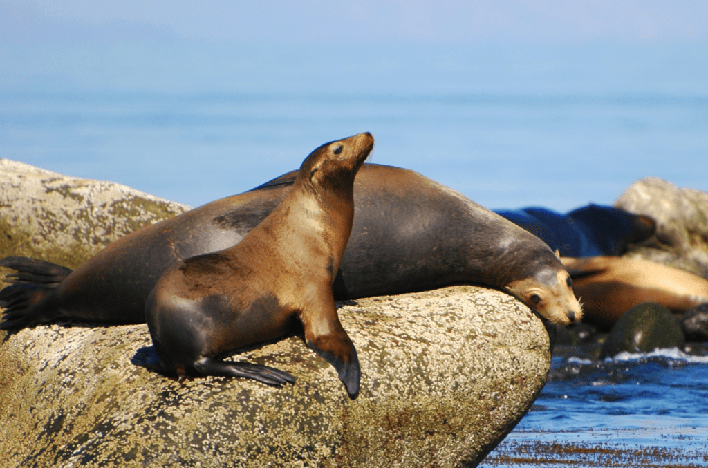 Esplora la Baja California: un viaggio unico tra missioni antiche, balene e una crociera privata nel Mar di Cortés. Natura selvaggia e relax esclusivo.
