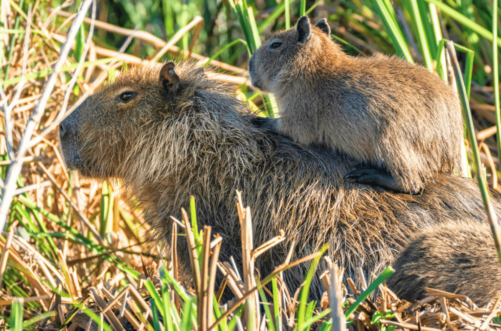 Viaggio in Argentina tra Buenos Aires, Bañado La Estrella, Esteros del Iberá e cascate di Iguazú, tra natura selvaggia, cultura e paesaggi unici.