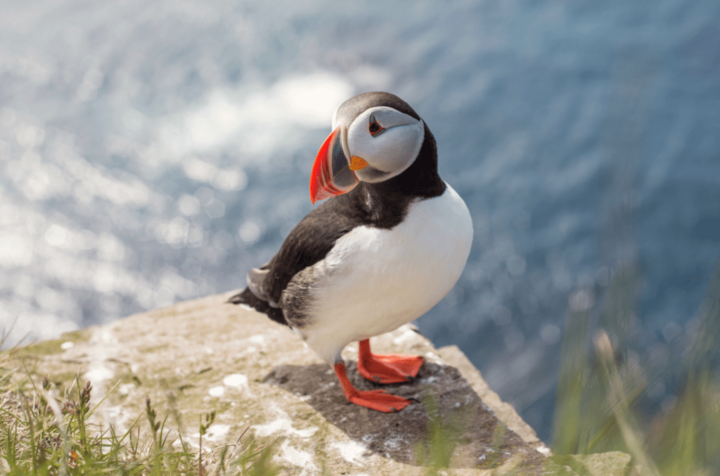 Tour dell’Islanda in 8 giorni tra Reykjavik, lagune glaciali, cascate, fiordi orientali, whale watching e bagni termali.
